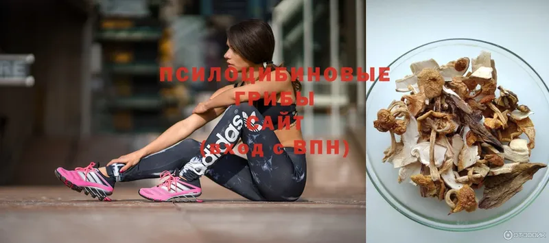 omg зеркало  Жиздра  Псилоцибиновые грибы Psilocybe  хочу наркоту 